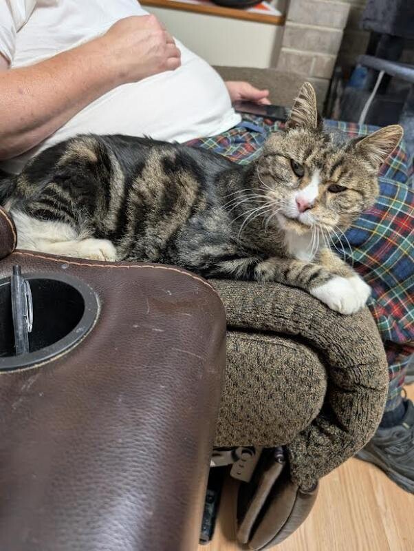 Picture of the Animal Listed